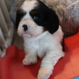 Jangles - Tri-color male Cavalier King Charles Spaniel puppy in Gulfport, Mississippi from Gulf Coast Cavaliers