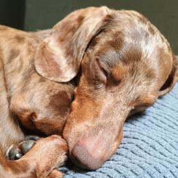 Fitz - Dachshund