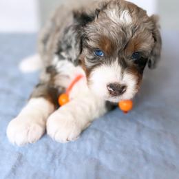 Aussiedoodle, Bernedoodle, Goldendoodle, and Poodle Puppies from Teddy Doodles & Standard Poodles
