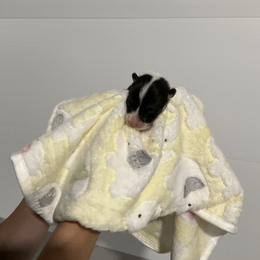Ebony - Black and tan female Pembroke Welsh Corgi puppy in Morgantown, Pennsylvania from GoldStar Corgis (License Number 18519)