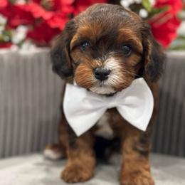 Twix - Sable male Cavapoo puppy in Apple Valley, California from Fletcher Fuzzy Friends