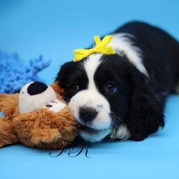 English Springer Spaniel and Springerdoodle Puppies from Family Raised Doodles
