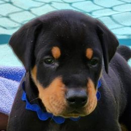 Doberman Pinscher Puppies from Amity Doberman Pinschers