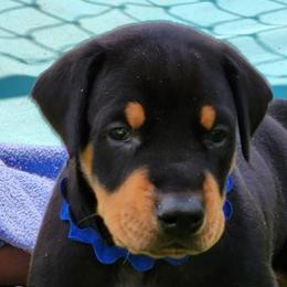 Doberman Pinscher Puppies from Amity Doberman Pinschers