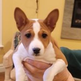 Boy 1 - Red and white Basenji puppy in Branchburg, New Jersey from Maringa Basenji