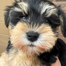 Girl 1 - Black and silver female Miniature Schnauzer puppy in Avondale, Arizona from Campos Schnauzers