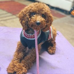 Remi - Poodle