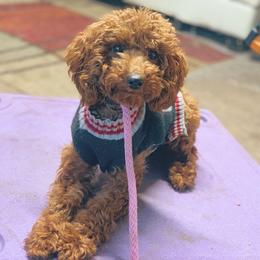 Remi - Poodle