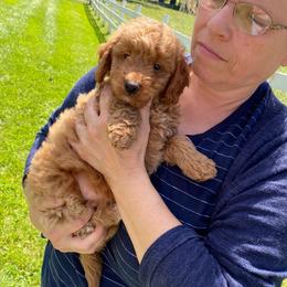 Finn - Apricot male Goldendoodle puppy in Hillsdale, Michigan from My Buddy Ol’ Paws