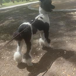 Poodles from We Have standards