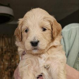 Double Doodle, Goldendoodle, and Labradoodle Puppies from The Doodle Ranch-California