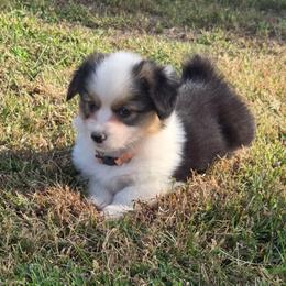 1 Orange collar female - Black and tan female Pembroke Welsh Corgi puppy in Harrisburg, Illinois from Parish Corgis