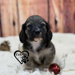 Nubs (Shaded cream) - Sable male Dachshund puppy in Nashville, Arkansas from Cuddles n Curls
