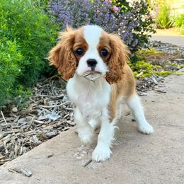 Cavalier King Charles Spaniel Puppies from Blueberry Hill Cavaliers