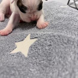 Olive - White female Boxer puppy in Sharon, South Carolina from Vom Krepps Manor