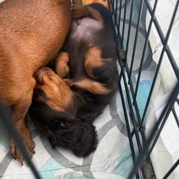 Walter - Chocolate and tan male Dachshund puppy in St Johns, Arizona from Glamorous Doxies