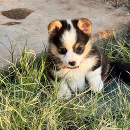 Harley - Black and tan female Pembroke Welsh Corgi puppy in Millsap, Texas from Punchy Pembroke Ranch