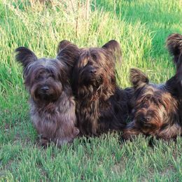 Skye Terriers from High Road Skye Terriers