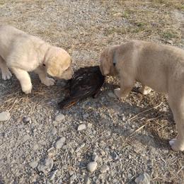 Chesapeake Bay Retriever Puppies from GemiLamb Gun Dogs