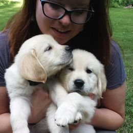 Golden Retrievers from Wonder Goldens