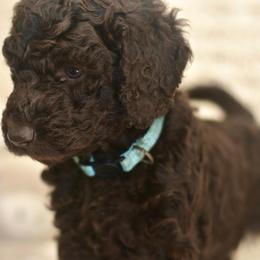 Light Blue - Chocolate female Labradoodle puppy in Chula Vista, California from Coastal Cocoa Labradoodle