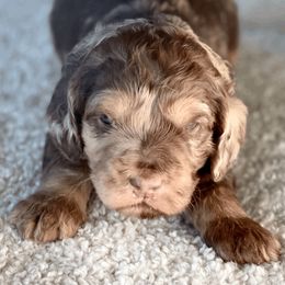 Goldendoodle Puppies from Doodlebloom Farm