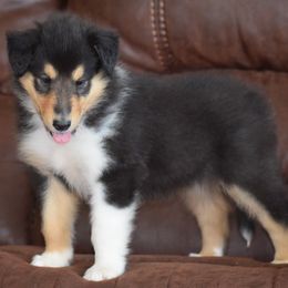 Boy 7 - male Collie puppy in Danville, Pennsylvania from Brookwood Collies, Smooth & Rough
