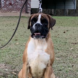 Pasha - Boxer