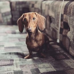 Dachshunds from Weenie Co