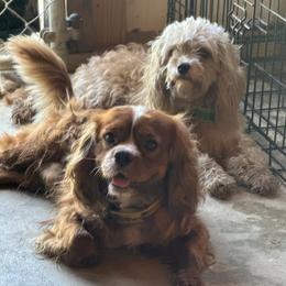Australian Shepherd and Cavapoo All Grown Up from Dubose Kennels