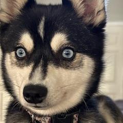 Coco - Alaskan Klee Kai