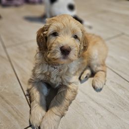 Red- boy - Apricot Goldendoodle puppy in Port Saint Lucie, Florida from Lucie Doodles FL
