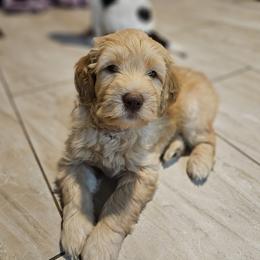 Red- boy - Apricot Goldendoodle puppy in Port Saint Lucie, Florida from Lucie Doodles FL