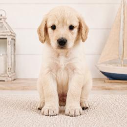 Wilmington- (Will) - Golden male Double Doodle puppy in Whitsett, North Carolina from Rock Creek Doodles NC