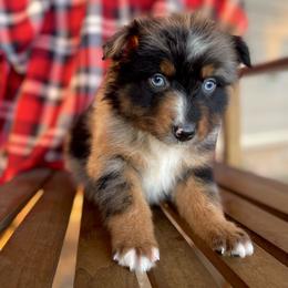 Male 2 - Blue merle male Australian Shepherd puppy in Smithville, Arkansas from Harris Farms and Aussies