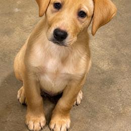 Purple collar male - Yellow male Labrador Retriever puppy in Gober, Texas from Trigger Time Kennels