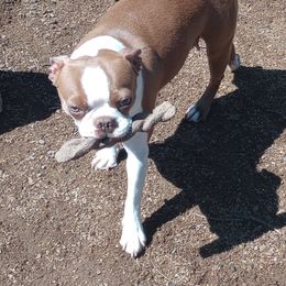 Marney - Boston Terrier