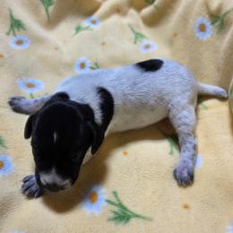 Boy 1 - Black and white male German Shorthaired Pointer puppy in Peshtigo, Wisconsin from Country-Side Breeders