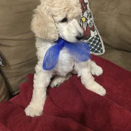 Poodle Puppies from Ocala Standard Poodles