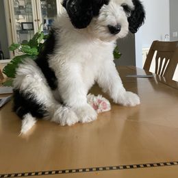 Sheepadoodle Puppies from Sunflower Family Farms