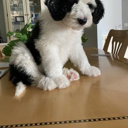Sheepadoodle Puppies from Sunflower Family Farms
