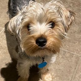 Yorkshire Terriers from Louisiana Babies