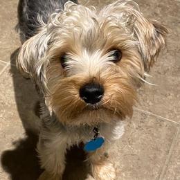 Yorkshire Terriers from Louisiana Babies