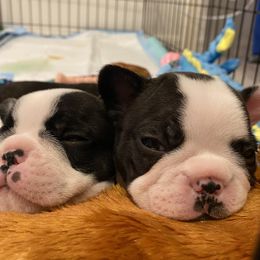 French Bulldog Puppies from Fur Royalty Frenchies