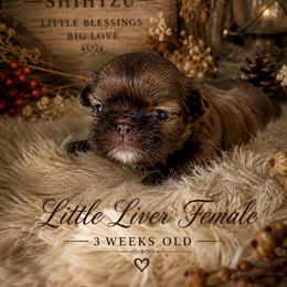Mia - Liver female Shih Tzu puppy in Jacksonville, North Carolina from Southern Comfort French Bulldogs