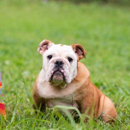 Bulldog Puppies from Brandywine Bulldogs