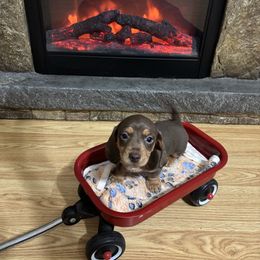 Rose - Chocolate and tan female Dachshund puppy in Pocola, Oklahoma from D & F Doxies