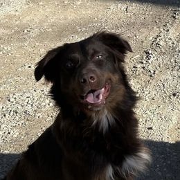 Lincoln - Australian Shepherd