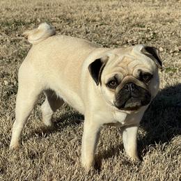 Hazel - Pug