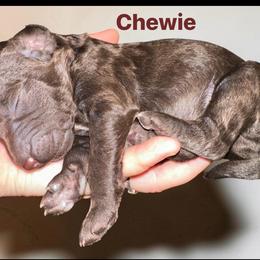 Chewbacca(Chewie) - Brown male Poodle puppy in Prosperity, Pennsylvania from Stelladoodles & Company